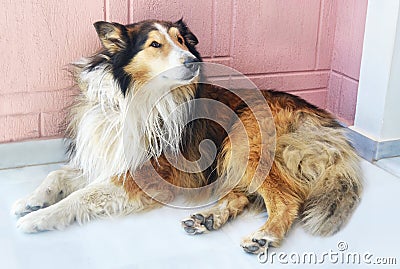 Lassie dog sitting Stock Photo