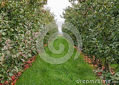 Last apples on apple plantations after harvest in october Stock Photo