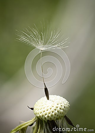 Last dandelion on plant to fly away Stock Photo