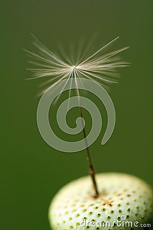 Last Dandelion Seed Stock Photo