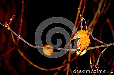 The last leaf on the maple at night. Cartoon Illustration