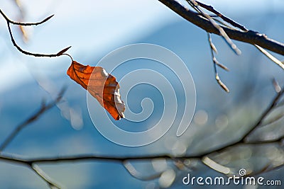 Last leaf on the tree Stock Photo