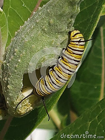 The last meal of a Monarch Stock Photo