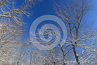 Last melting snow on the branches of trees in the spring Stock Photo