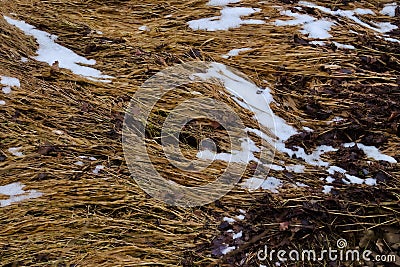 Last melting snow laying on brown dry grass Stock Photo