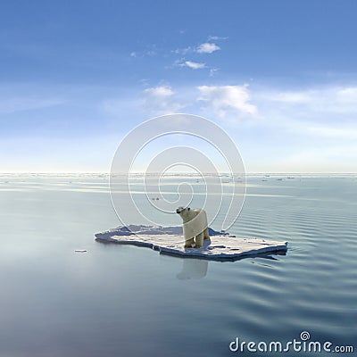 The last Polar Bear Stock Photo