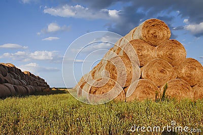 the dried cut grass (straw) has been rolled up and stored in the form of rolls in the field meadow Stock Photo