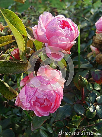 The last roses. park pink roses after the onset of frost. northern europe. Rose bush with pink roses Stock Photo