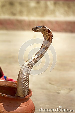 Last snake Charmer (Bede) from Benares Stock Photo