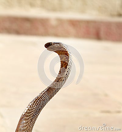 Last snake Charmer (Bede) from Benares Stock Photo