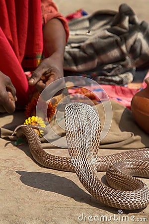 Last snake Charmer (Bede) from Benares Stock Photo