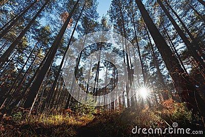 Last sun shining trough the pine forest during autumn, Tirol, Austria Stock Photo