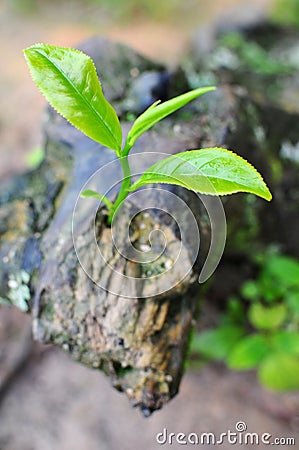 The last tea leaf growth Stock Photo