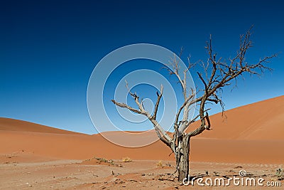 The last tree in the desert Stock Photo