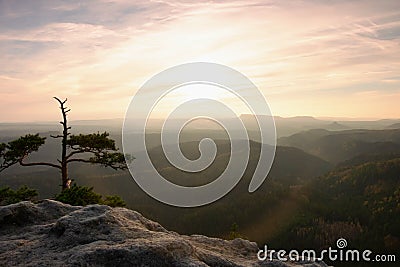 Last tree on exposed cliff cliff in mountains in fog Stock Photo