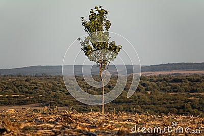 The last tree in the forest, long shot Stock Photo