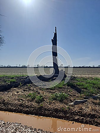 Last tree standing Stock Photo