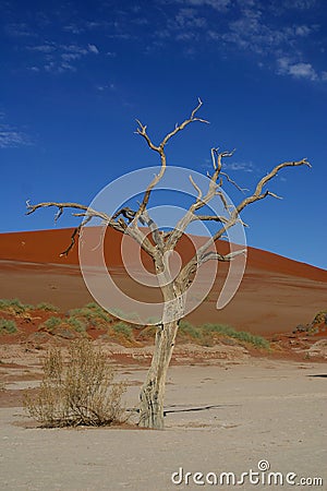 Last Tree Standing Stock Photo