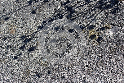 Plant shadows on the seashore rock Stock Photo