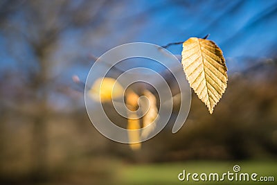 Last yellow leaf of autumn Stock Photo