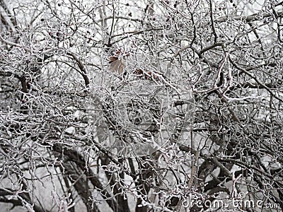 Last yellow leaf on a branching tree covered with snow at the beginning of winter Stock Photo