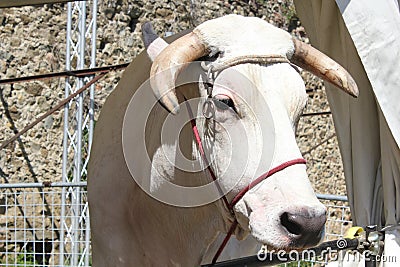 Muzzle close up of a chianina cow Editorial Stock Photo