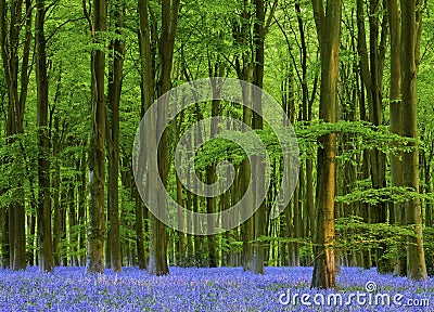 Late afternoon in a beautiful bluebell wood Stock Photo