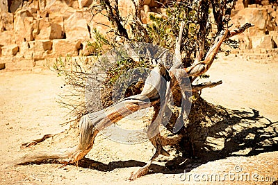 Ancient Pinon Pine Tree Grand Canyon Arizona Stock Photo