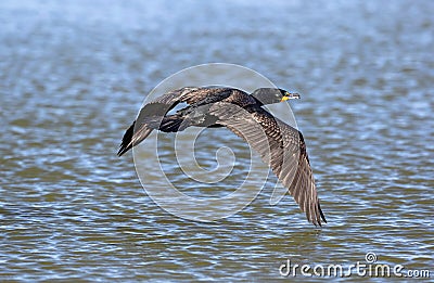 Double-crested Cormorant highlighted wings in flight Stock Photo