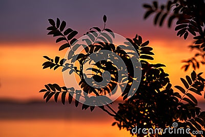 Late August sunset behind rowan leaves Stock Photo