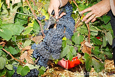 Late autumn grape harvest Stock Photo