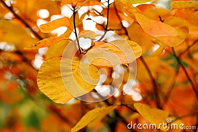 Close-up shot of Cotinus coggygria tree leaves in late autumn.. Stock Photo