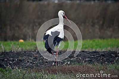 Lonely stork wanders on the edge of the village Stock Photo