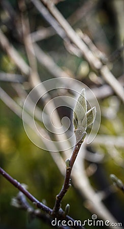 Late autumn magnolia buds in November Stock Photo