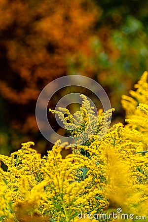 Goldenrod Wildflowers - Autumn / Fall Splendor - West Virginia Stock Photo