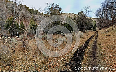 Late Fall panorama forest views hiking, biking, horseback trails through trees on the Yellow Fork and Rose Canyon Trails in Oquirr Stock Photo