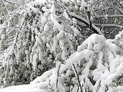 Late heavy snow bends the branches of trees. Winter scene. Stock Photo