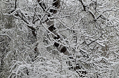 A late, heavy snowfall on the fallen tree branches Stock Photo