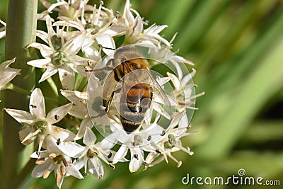 A late Honey Bee Stocking up with nectar before Winter Stock Photo