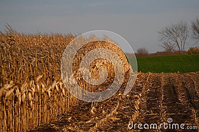 Late summer corn field Stock Photo