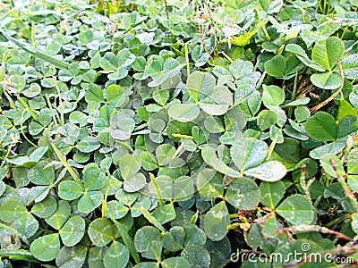 Late summer. Green clover with morning dew drops. Stock Photo