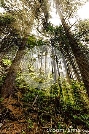 Late summer sunlight breaking through the trees at a mystical lane Stock Photo