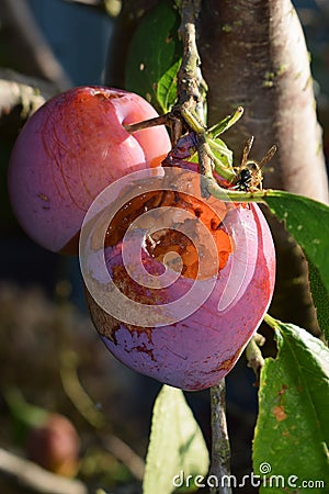 Wasp feasts on rotting plum Stock Photo