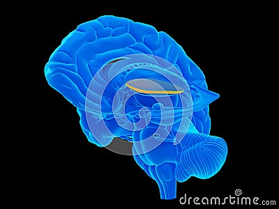 The lateral globus pallidus Cartoon Illustration