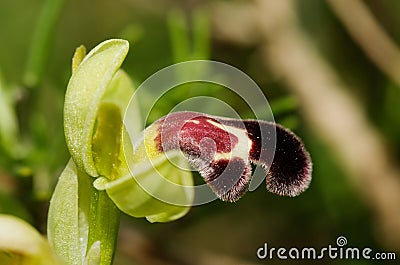 Lateral view of red macula version of an Omega Ophrys flower - Ophrys dyris Stock Photo