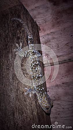 Lateral View Of Tokay Gecko Stock Photo