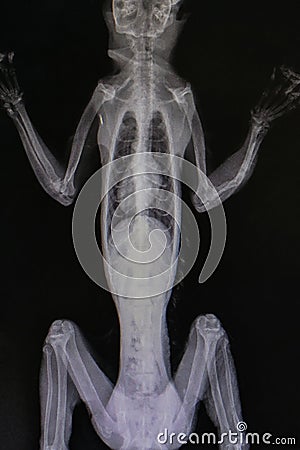 Lateral x-ray film of kinkaju Stock Photo