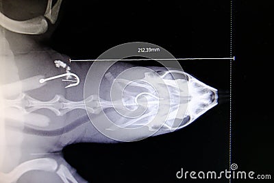 Lateral x-ray film of softshell turtle Stock Photo