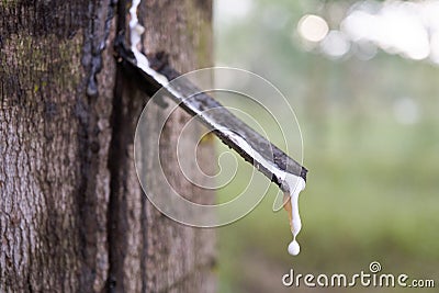 Latex being collected from a wounded rubber tree Stock Photo