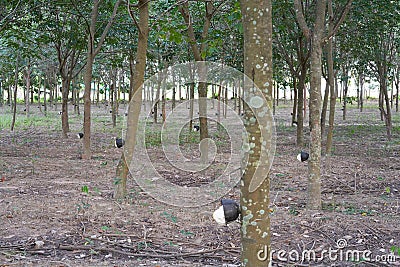 Latex being collected from a wounded rubber tree Stock Photo